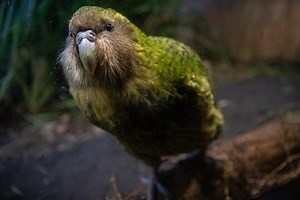 It weighs the same as a cat, looks like it's covered with moss and prefers hiking and climbing to flying – meet one of the world's weirdest birds | Discover Wildlife