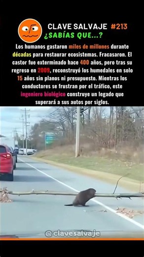 ¡El Ingeniero Biológico Gratuito! 🤯 213% #Castor #Naturaleza #Ciencia