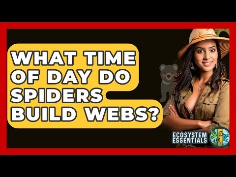 What Time Of Day Do Spiders Build Webs? - Ecosystem Essentials