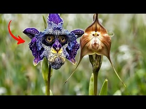 These 15 Flowers Look Like Animals, People… Even Alien Creatures!
