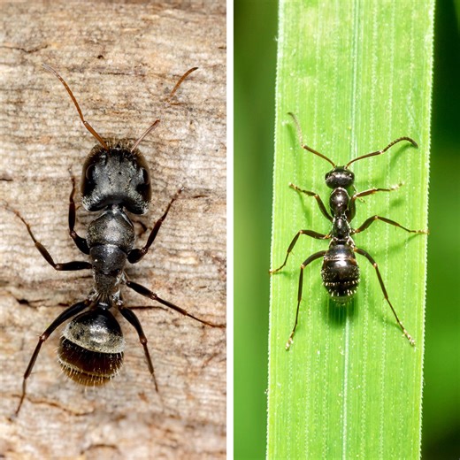 Carpenter Ants vs. Black Ants: What’s the Difference Between Them?