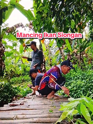 Mancing Disungai Dapat Jukok Siongan Rajeh #mancingmania #lele #ikanlele #hisbuladw #madura