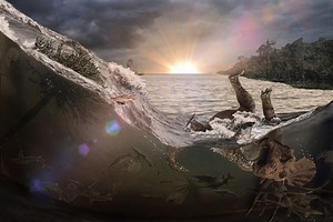 66 million-year-old deathbed linked to dinosaur-killing meteor - Berkeley News