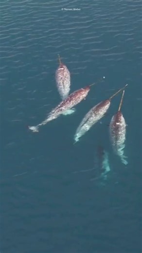 155K views · 4.9K reactions | 濾 Narwhal fun facts!濾 Did you know...