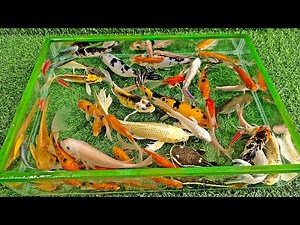 Unboxing Ikan Hias Warna Warni, Ikan Mas Koki Mungil, Ikan Koi Jumbo, Glofish, Ikan Patin, Ikan Nila