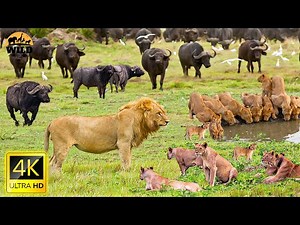 4K African Animal: Kidepo Valley National Park, Uganda - Scenic Wildlife Film With Calming Music