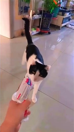 Cat Gets Scared by Human! 🐱😱 #FunnyCats #ScaredCat