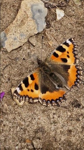 Small Tortoiseshell Butterfly #wildlife #butterflies