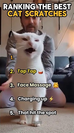 Ranking BEST CAT SCRATCHES 🐈