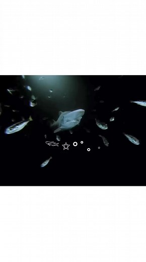 Exploring the Goblin Shark: Egg Laying and Habitat Facts