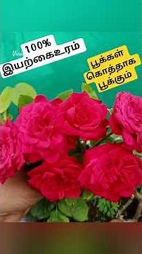 “Best Homemade Fertilizer for Rose Plant”/“100% Organic Rose CareTips”#plantlover #gardeninspiration