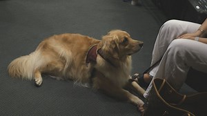 What is moral injury? It’s complicated but canines can help