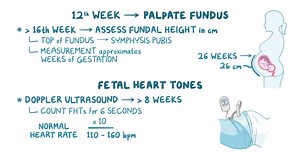 Video: Assessment - Antepartum: Nursing - Video Explanation! | Osmosis