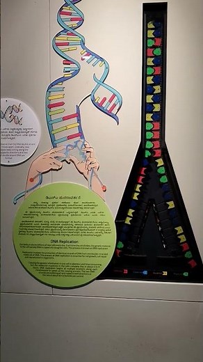 ✨DNA 🧬 replication #DNA #RNA #AGCT #science #jee #neet #biology