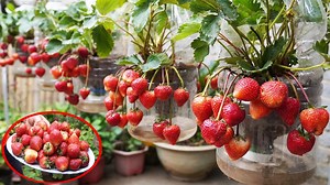 Recycle Plastic Bottles To Grow Strawberries Effectively | Balcony Garden Ideas