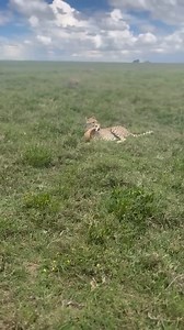 69K views · 1.1K reactions | Insane killing and hunting Game of a Cheetah #wildlifeentertainment #animals #wildlife #safariadventure | NL Liones AS | Facebook
