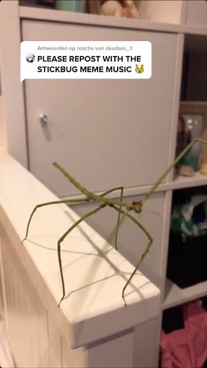 Stick Bug Meme Compilation