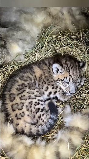 Snow Leopard Secret: A Camera Was Mounted on Her Forehead and Led Us Straight to Her Hidden Cubs
