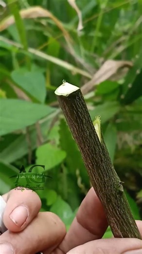 Citrus tree grafting technique #satisfying #shorts