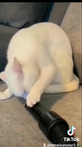 Los gato-elementos -AVATAR AYALA | Templo Avatar 2.0