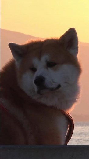 The Akita Inu: A Fierce Hunting Companion #dogs #akita #dogfacts