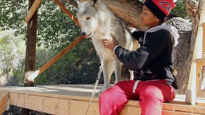 Medicine Of The Wolf
