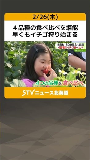 ４品種の食べ比べを堪能 早くもイチゴ狩り始まる 「おいしい」子どもたちも夢中 北海道当別町 #shorts