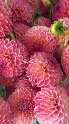 Dahlia: favorite flower across languages