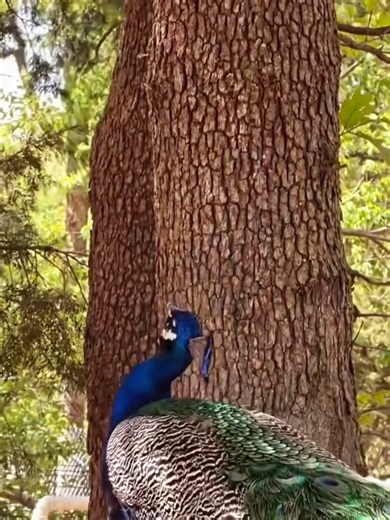 Exploring the Wonderful Sounds of Nature