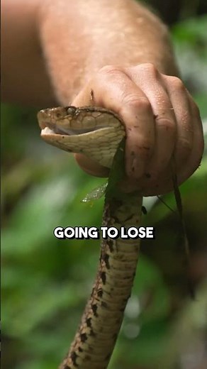 Yoinking the Deadliest Snake in the Americas