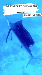 Sailfish are considered one of the fastest fish, reaching speeds of up to 68 mph.Many sources list sailfish (Istiophorus platypterus) as the fastest fish in the ocean. They are definitely fast leapers, and likely one of the fastest fish at swimming short distances. Some speed trials describe a sailfish clocking in at 68 mph while leaping. Sailfish can grow to 10 feet long and, though slim, weigh up to 128 pounds. Their most noticeable characteristics are their large first dorsal fin, which resem