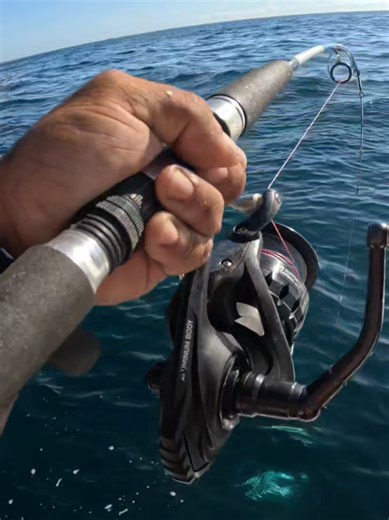 Kingfish Madness on the Reaper Rig for Anglers