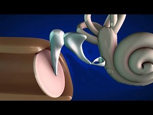 The Ear and Its Functions; Reception, Response and Coordination