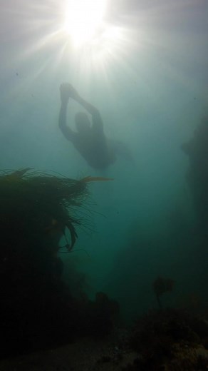 Mesmerizing Siren and Merman Ocean Adventures