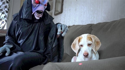 A dog plays laser pointer games with an alien