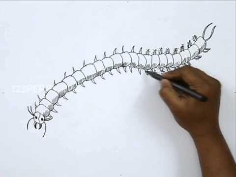 How to Draw a Centipede