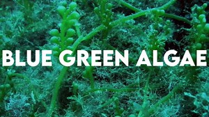 Bioxtron Natural AFA Stem Cell Supplement, Regenerate Tissue & Cells- Joint Pain, Low Defenses, 60 Count