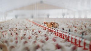 Video. This toy farm makes the reality of factory farming very clear
