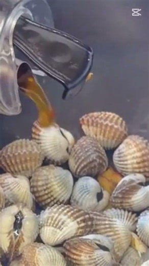 How to Cook Blood Cockles | Unique Seafood Stir-fry Recipe.
