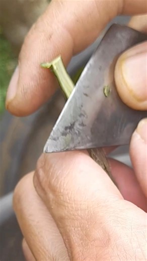 107K views · 1K reactions | N grafting step by step on citrus tree. #fblifestyle #grafting #graftingtechniques #graftingtree #graftingtutorial #graftingtips #graftingplantschallenge #graftingchallenge | Grafting Techniques | Facebook