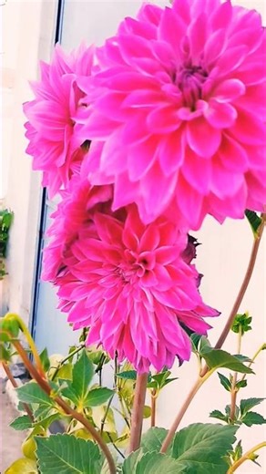 Lovely Dahlia flowers||#beautifulflowers#garden#naturelove#flowers#shorts