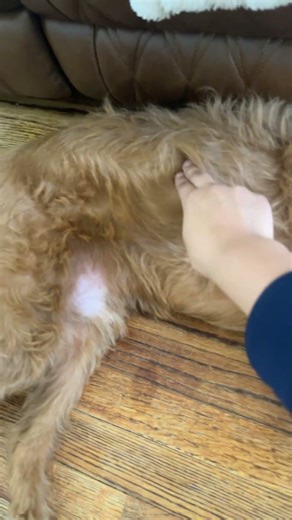 My dog ate a phone😳 #cute