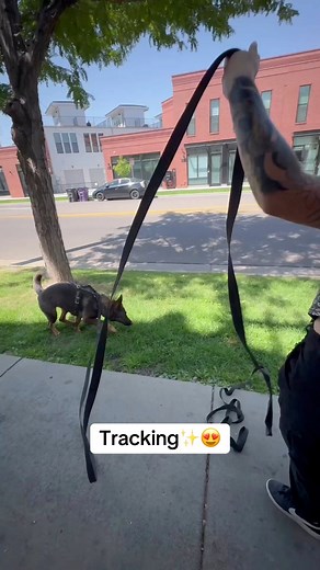 Riley having some fun doing different tracks❤️ #dogs #dog #dogsofinstagram #dogtrainer #dogtraining #germanshepherd #track #tracking #dogtrainersofinstagram #denverdogs #denverdogtraining #denver #colorado | Top Paw K9 Academy