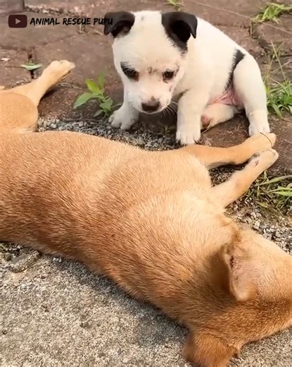 1.3M views · 10K reactions | He Was Dying on the Road… Until a Stranger Stopped to Help ❤️ | People love animals | Facebook