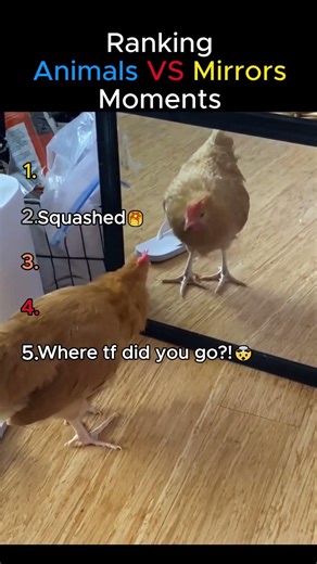 Ranking Animals VS Mirrors