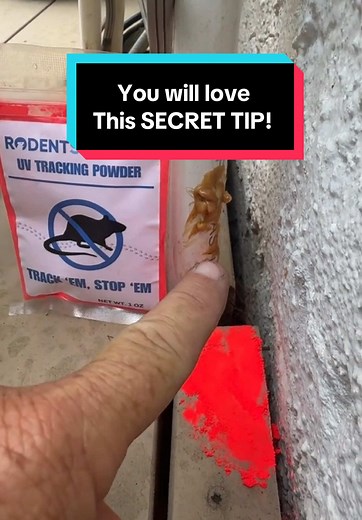 Effective Tips on How to Find Mice in Your Home