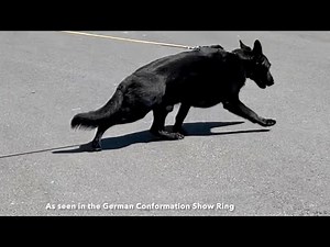 Pulling Trot 😍 Black German Shepherd Conformation | Gait and Movement