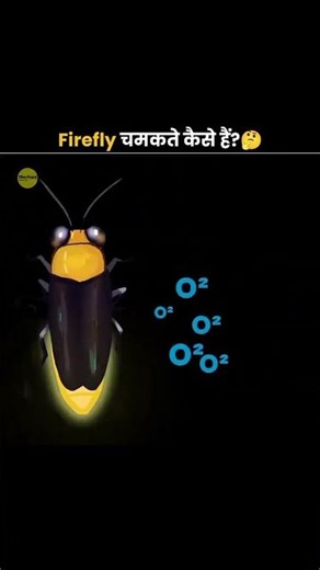 how firefly was glow