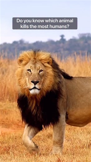Here’s the real shock… The animals we fear the most kill the fewest humans — and the ones we ignore are the biggest danger. Every year sharks kill around 15 people. Tigers around 100. Lions about 100. Elephants roughly 600. Hippos about 500. Crocodiles around 1,000. Dogs over 35,000 (mostly from rabies). Snakes up to 138,000. Humans kill roughly 475,000 humans. And mosquitoes? Nearly 1 million lives a year. But here’s the twist — almost every one of these animals is more threatened by us than we