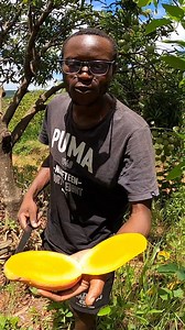 Our four different mango cultivars. What's your favorite? | God Sustained Country Living